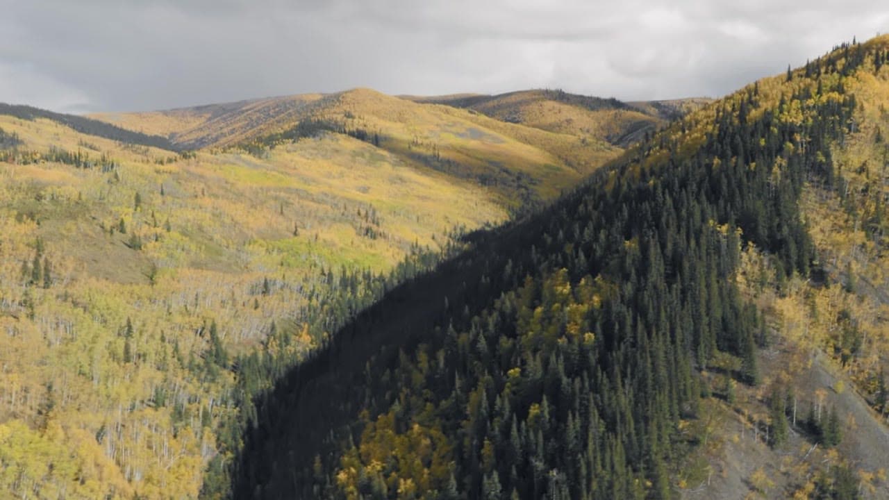 Autumn hills and spruce canopy south of Dawson Country